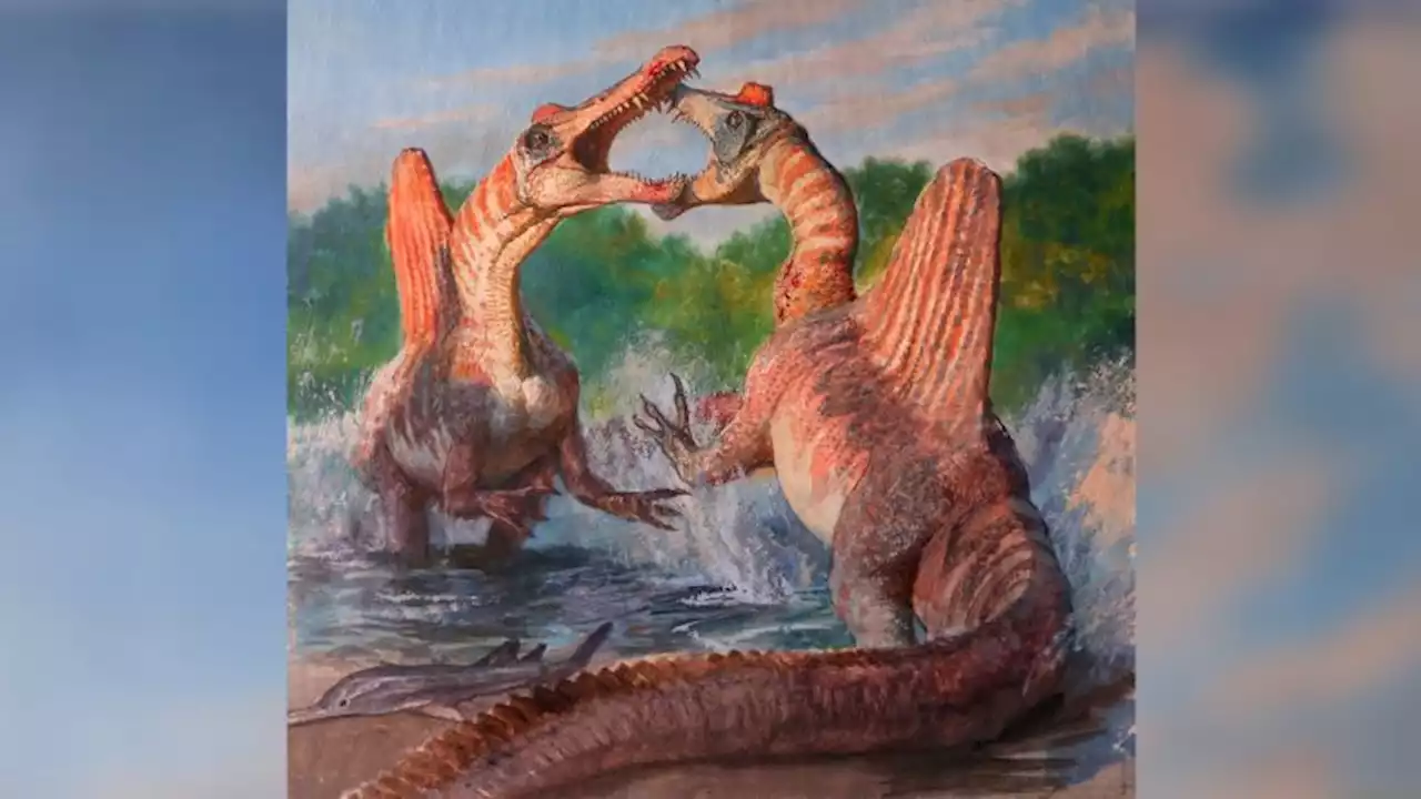 Dinosaur larger than T. rex couldn't swim well despite large fish being on the menu | CNN