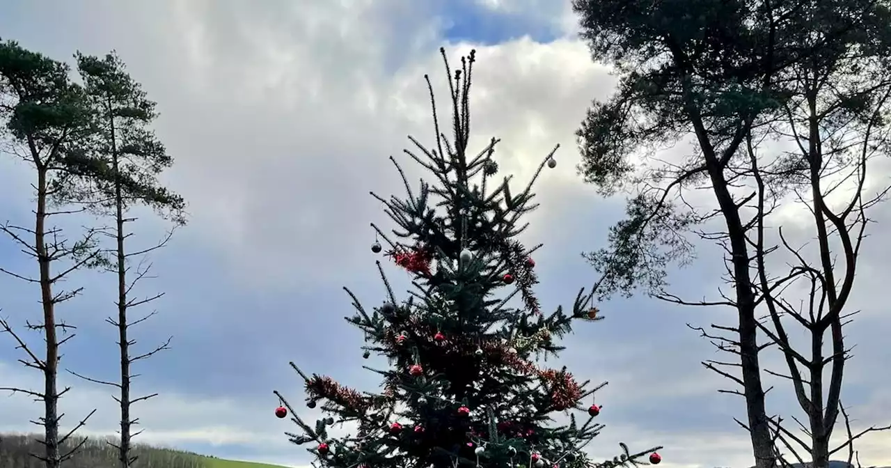 Christmas tree in remote Scots wilderness decorated yearly by 'mystery person'