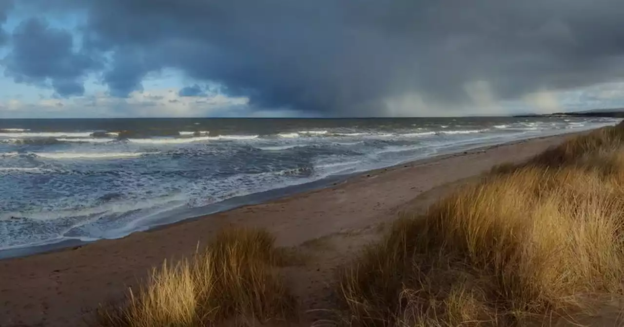 Dead seals washed up on Scots beaches 'could be linked to bird flu'