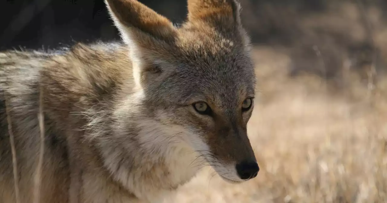 WATCH: Horrifying moment coyote attacks girl outside her suburban Los Angeles home