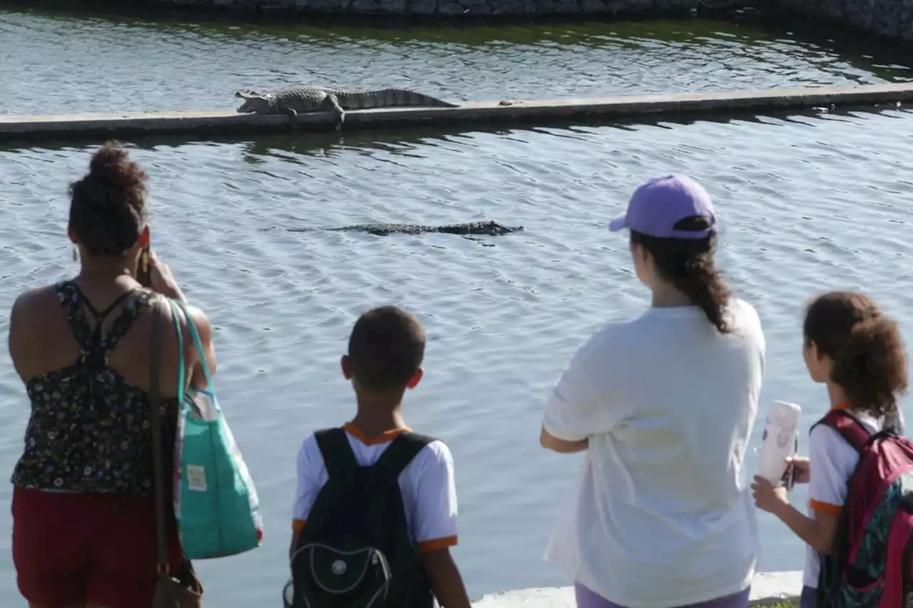 Berçário de jacarés vira atração no Parque Orla Piratininga, em Niterói