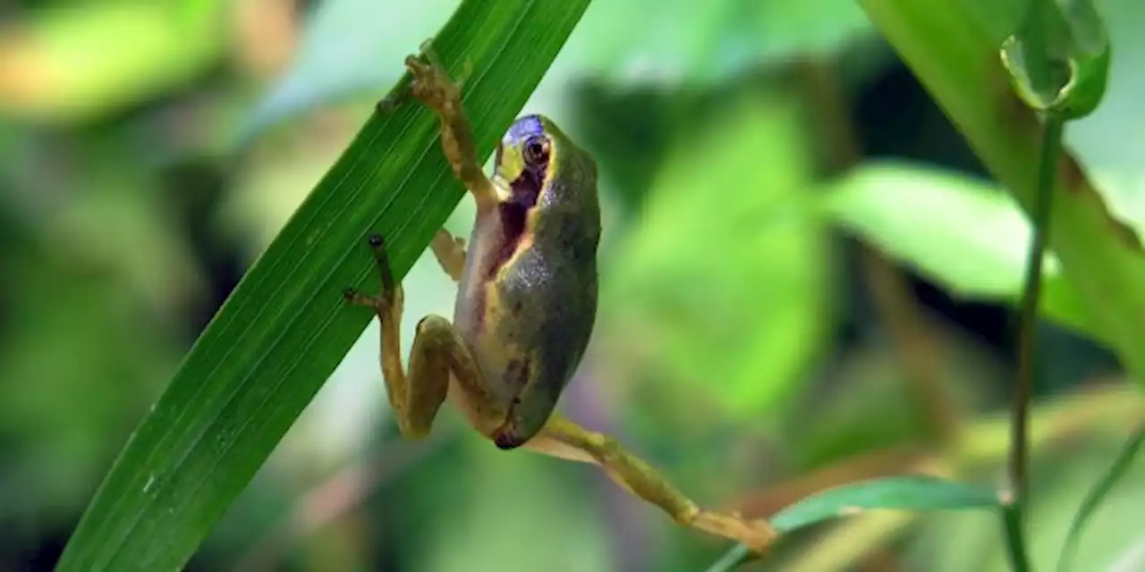 COP15 : comment financer un accord ambitieux pour protéger la biodiversité ?