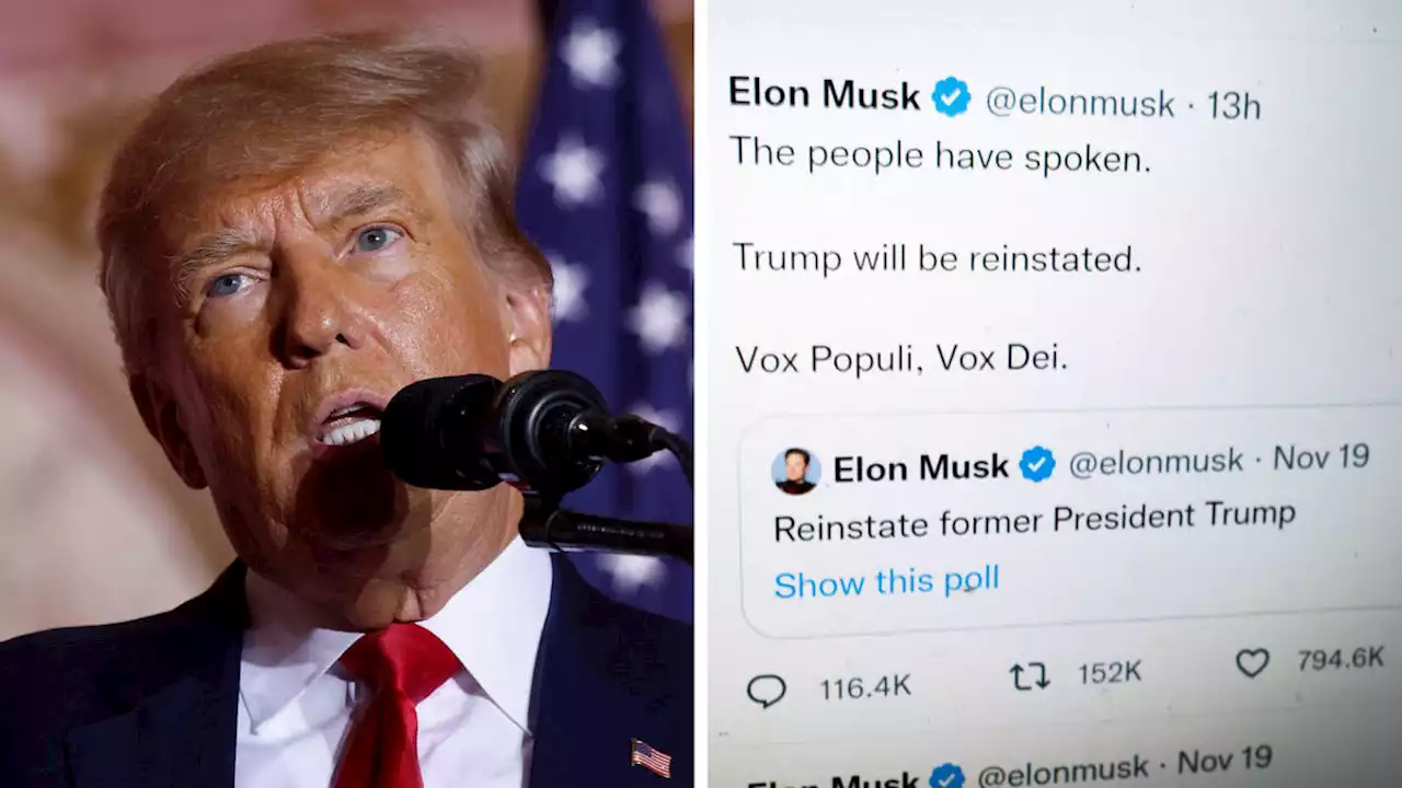 Elon Musk blasts Donald Trump's call for 'termination' of US constitution days after unbanning him on Twitter