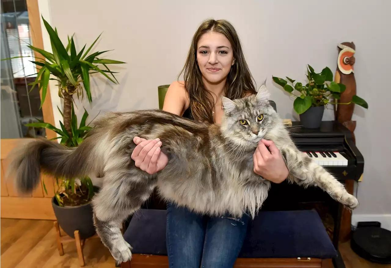 Murphy the Maine Coon mistaken for a dog and even a lion - and he’s still growing