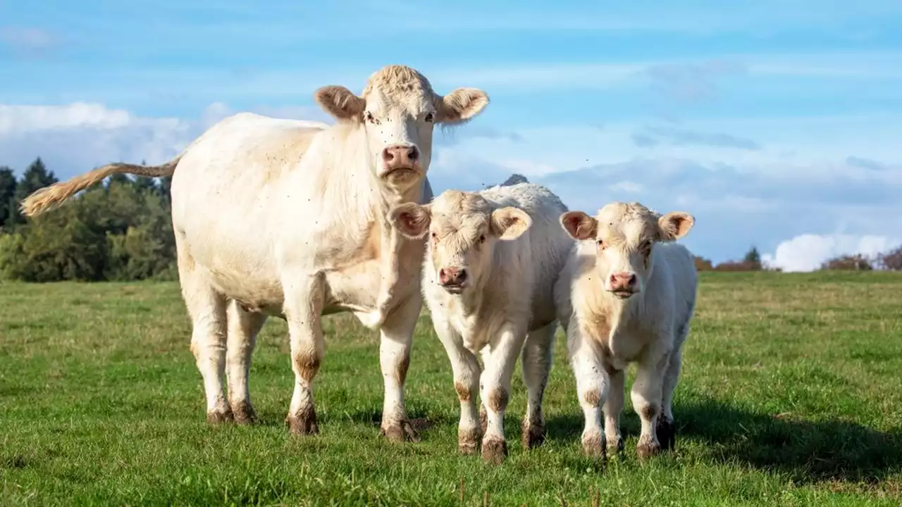 Saône-et-Loire : année record pour la viande bovine