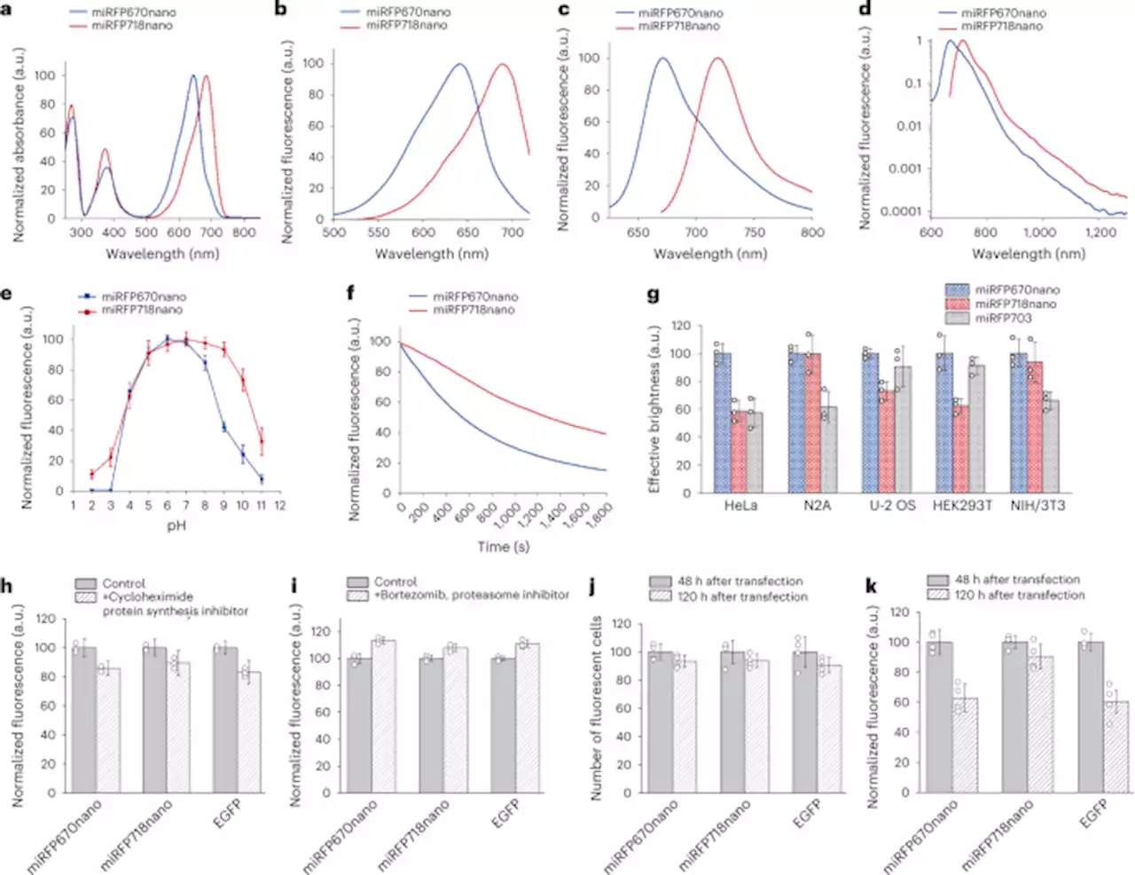 Deep-tissue SWIR imaging using rationally designed small red-shifted near-infrared fluorescent protein - Nature Methods