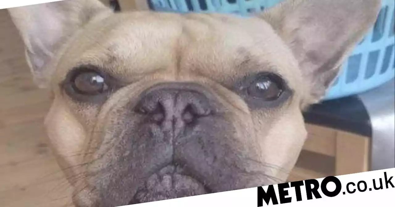 Baron's £45,000,000 MDMA plot foiled after dog photo reveals girlfriend's number