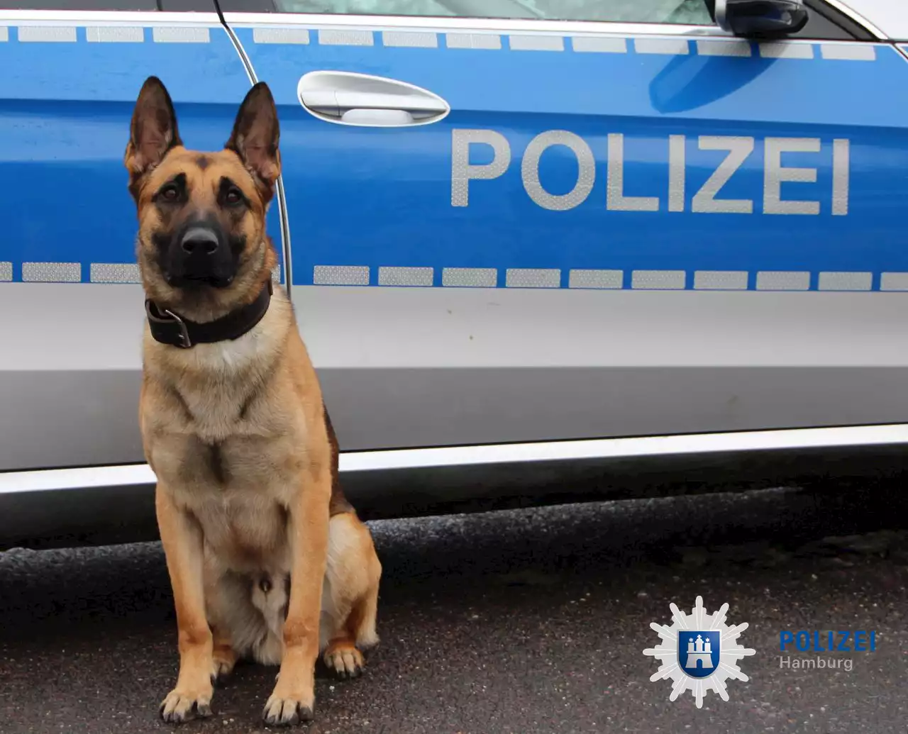 Nach Einbruch – Polizeihund Ori packt beim Täter ordentlich zu