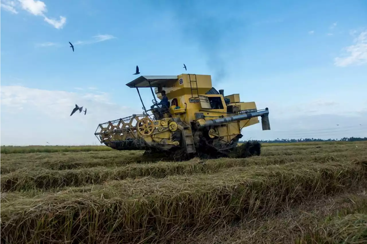 Johor implements RM3.2 million incentive programmes to boost rice production | The Malaysian Insight