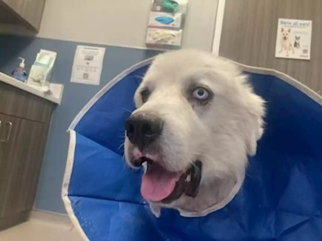 Sheepdog kills bloodthirsty pack of wild coyotes to save his farmer's flock