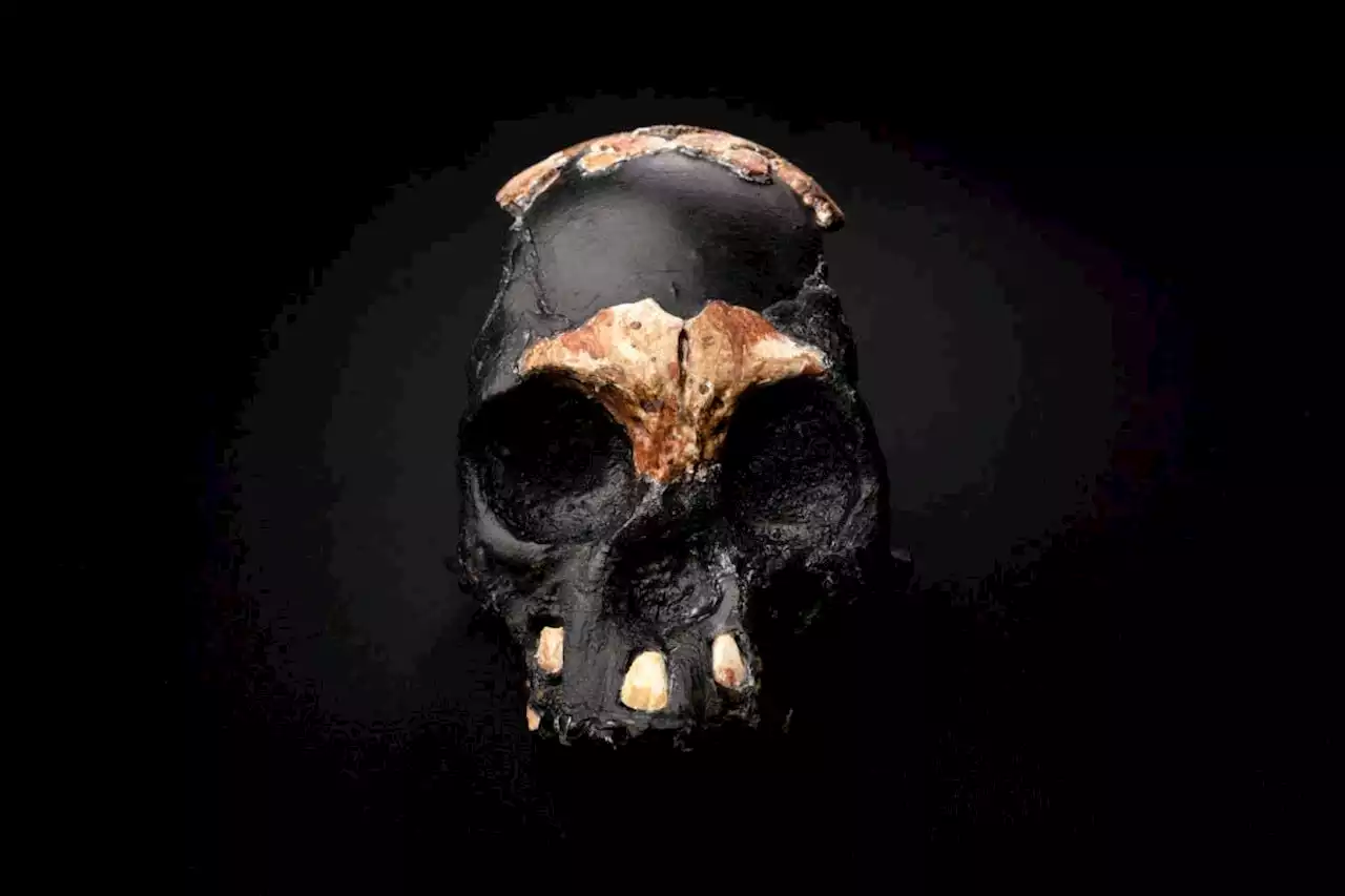 Homo naledi may have used fire to cook and navigate 230,000 years ago