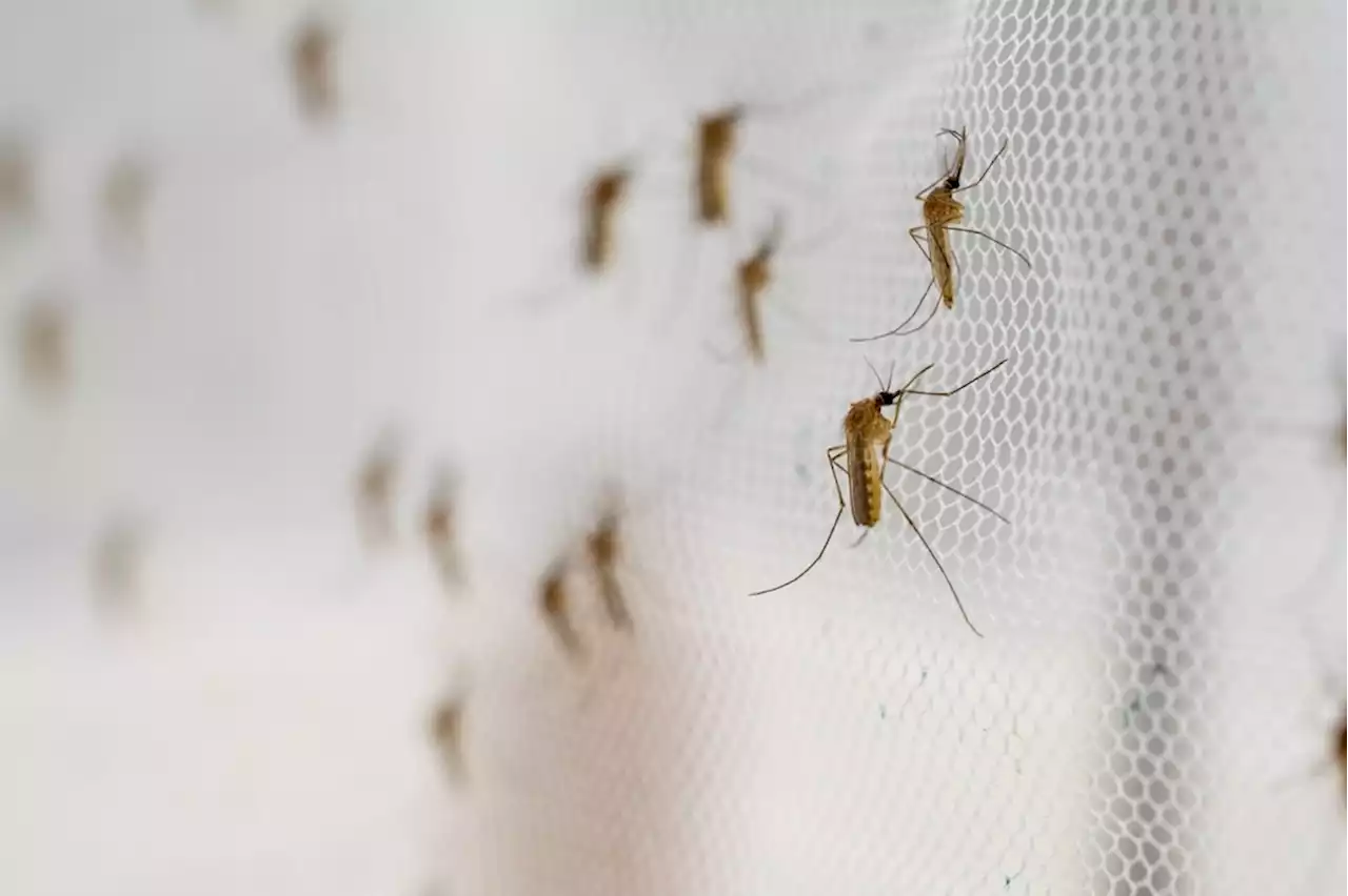 Laos malaria outbreak in 2020–21 likely caused by multidrug-resistant strains of P. falciparum