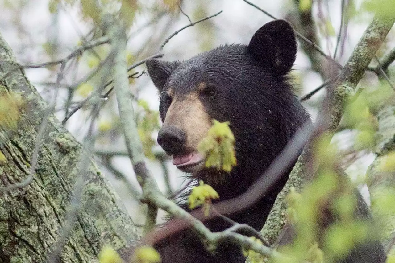 N.J. bear hunt opens after appeals court lifts emergency stay