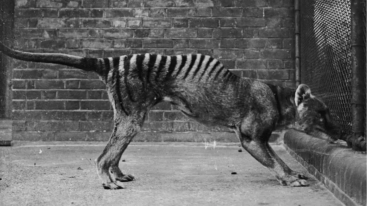 The long-lost remains of the last known Tasmanian tiger have been found in a cupboard