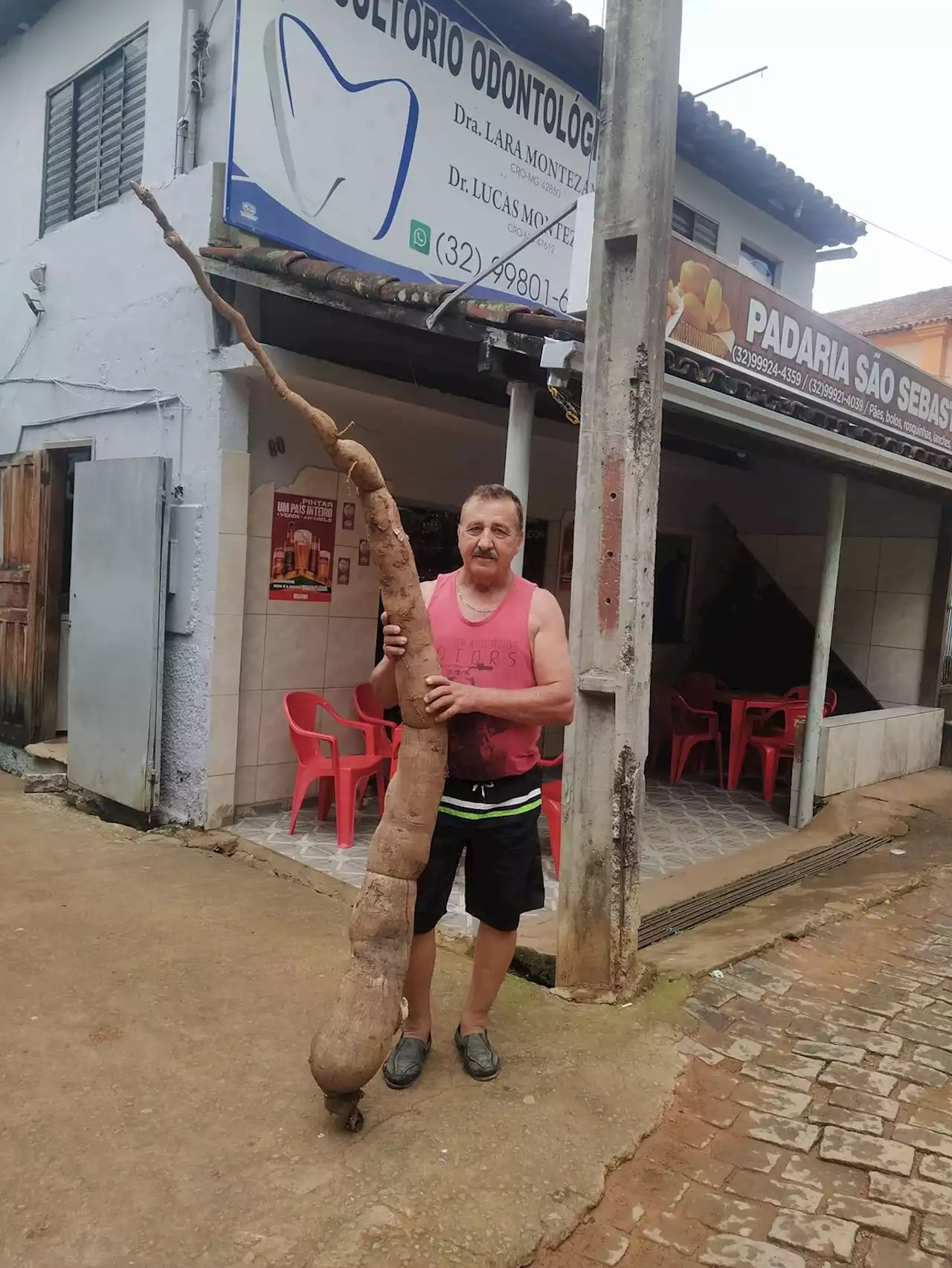 Homem colhe mandioca de mais de 2 metros em Carangola, na Zona da Mata