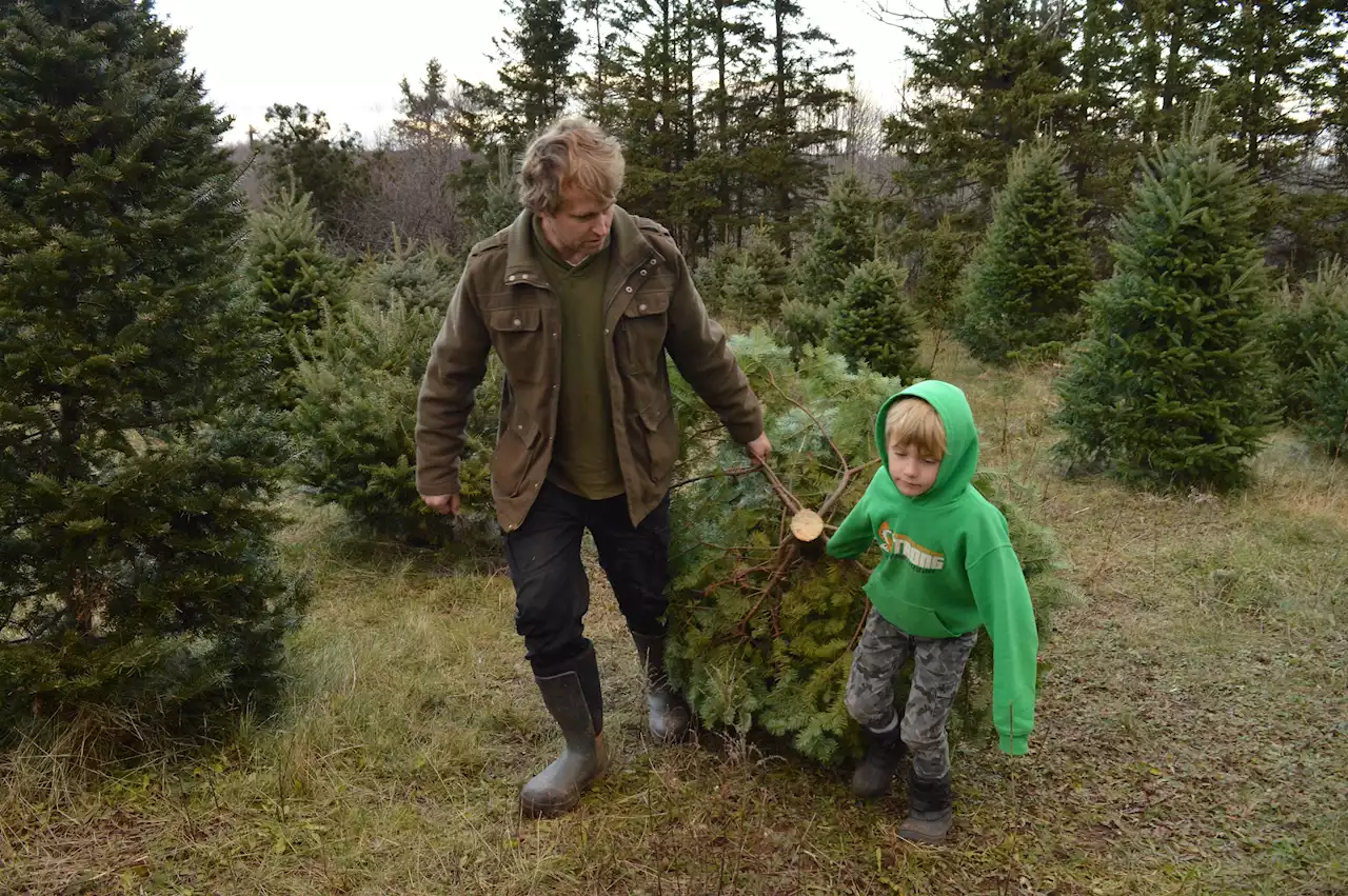 P.E.I. hobby tree lot donates Christmas tree proceeds to Farmers Helping Farmers | SaltWire