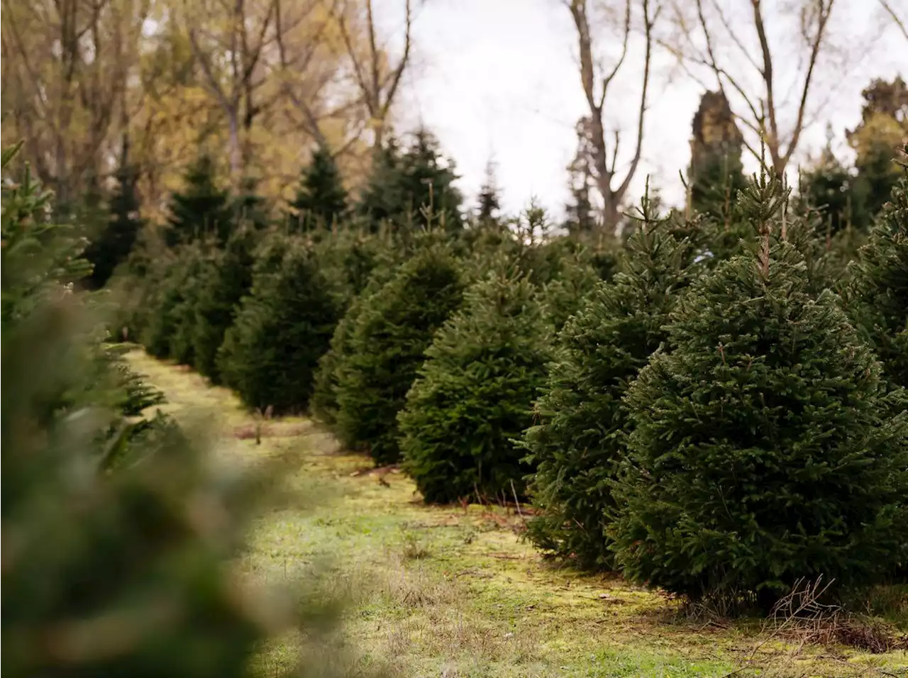 Behind the scenes at a Shrewsbury Christmas Tree growers at the busiest time of year