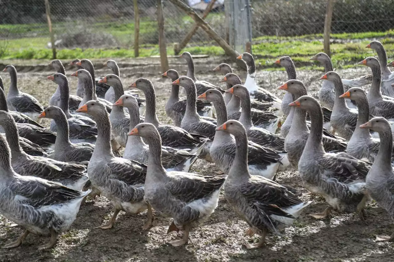 « C’est une catastrophe » : en Dordogne, trois élevages frappés par la grippe aviaire