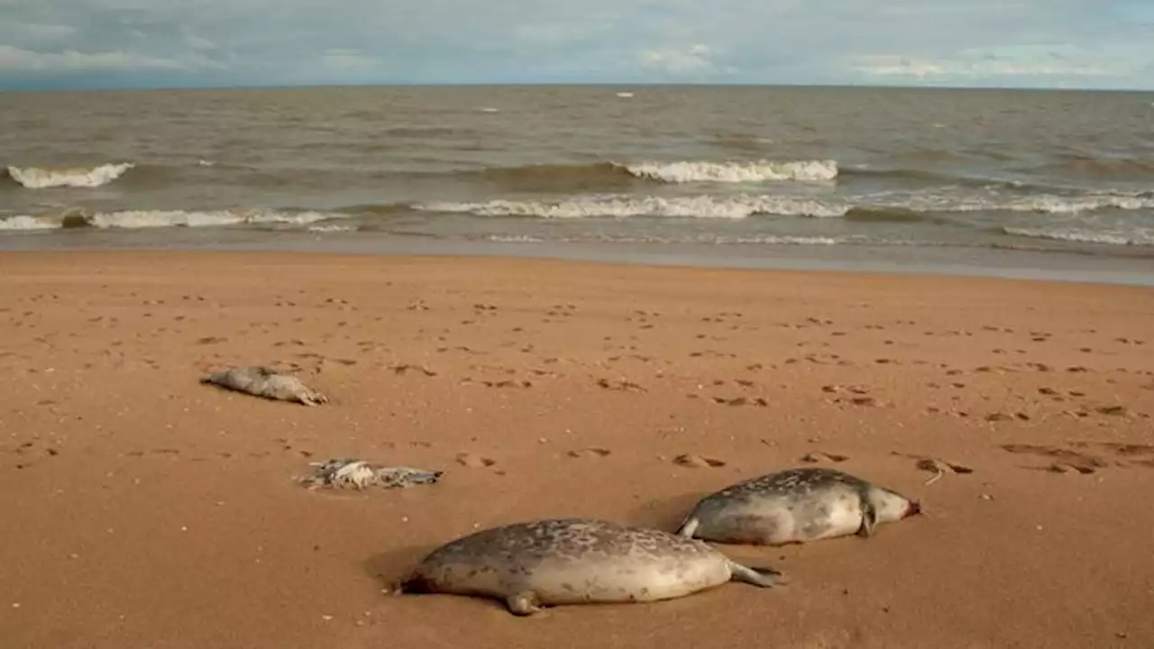 Pemandangan Lebih dari 2.500 Anjing Laut Mati di Rusia