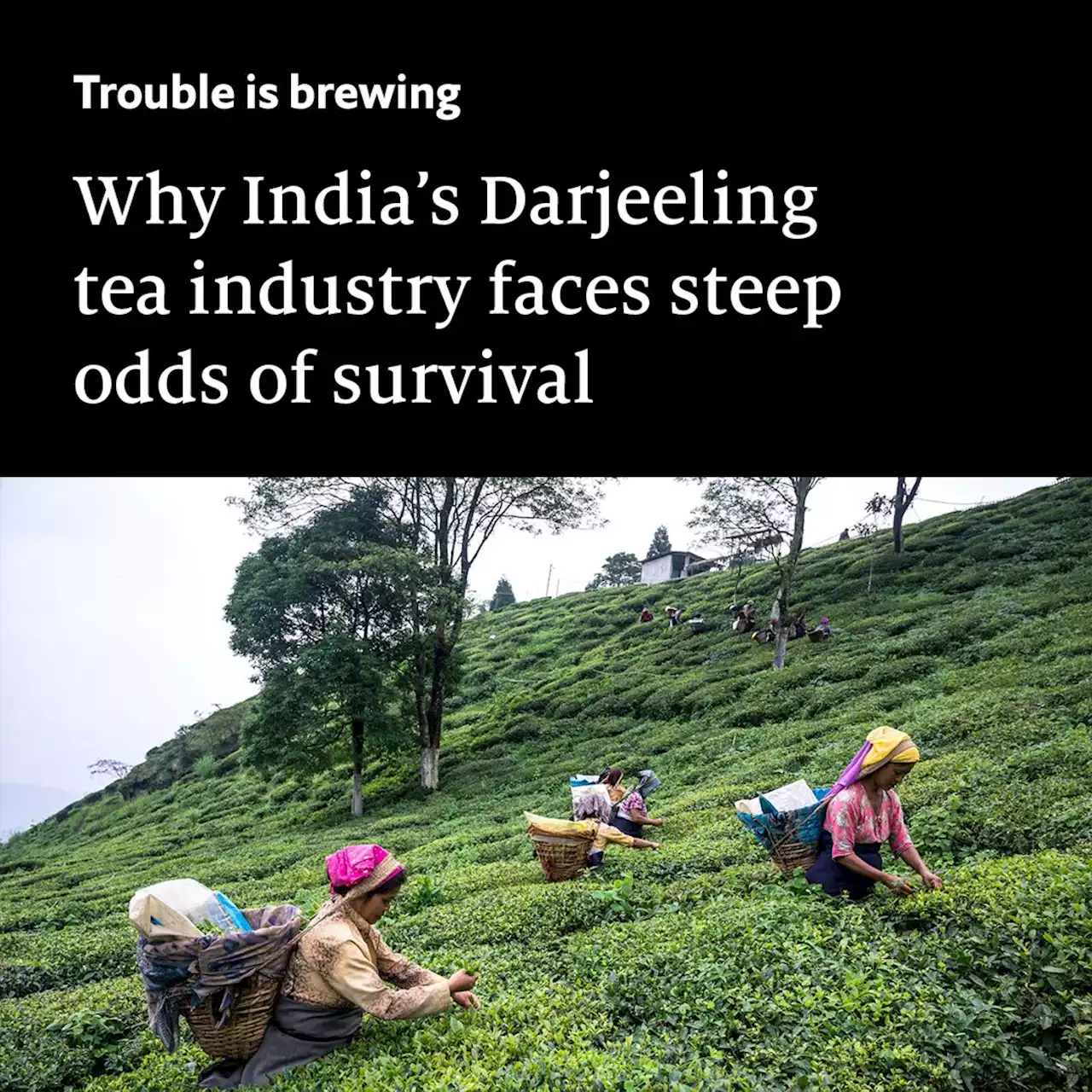 Why Darjeeling tea may face extinction