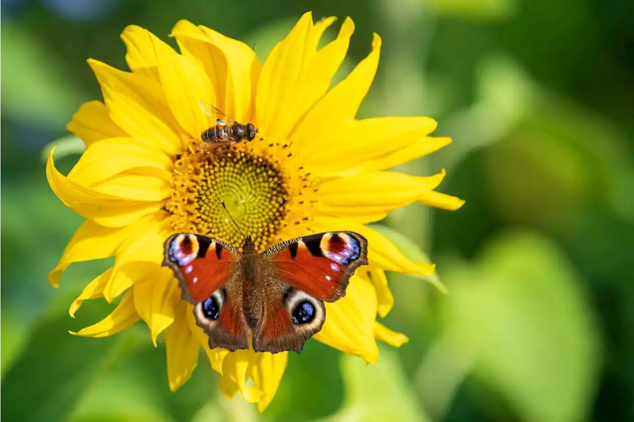 Scientists Warn That Global Policies Need to be ‘Nature-Positive’