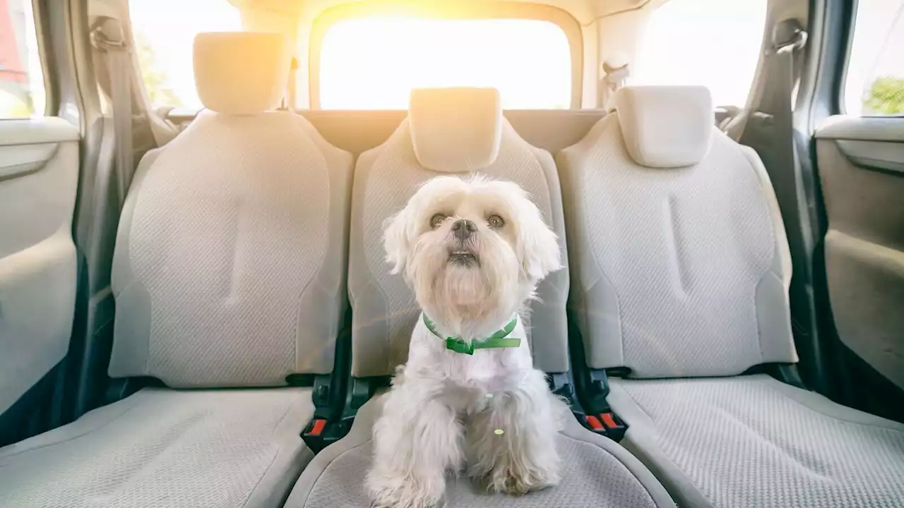 Holiday car travel with your dog: How to do it right