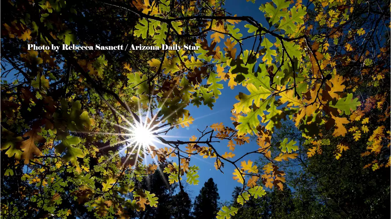 Today's Tucson weather forecast: Dec. 6