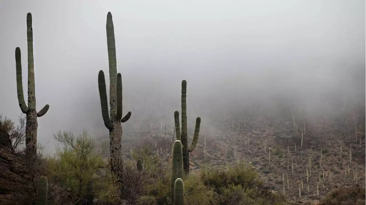 Tucson wakes up to rare fog after rainy weekend