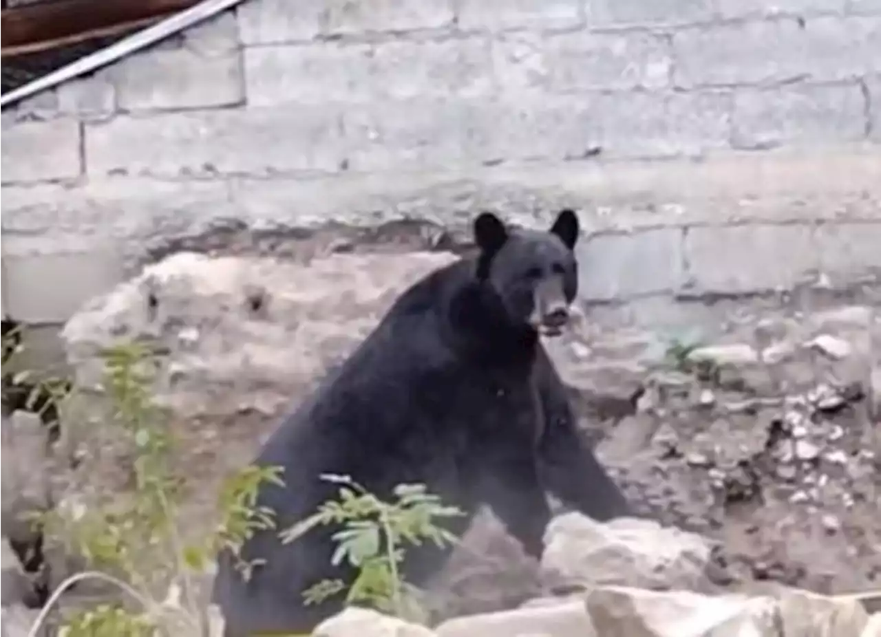 Enorme oso negro aparece en patio de vivienda en Múzquiz, Coahuila; acusan maltrato al atraparlo