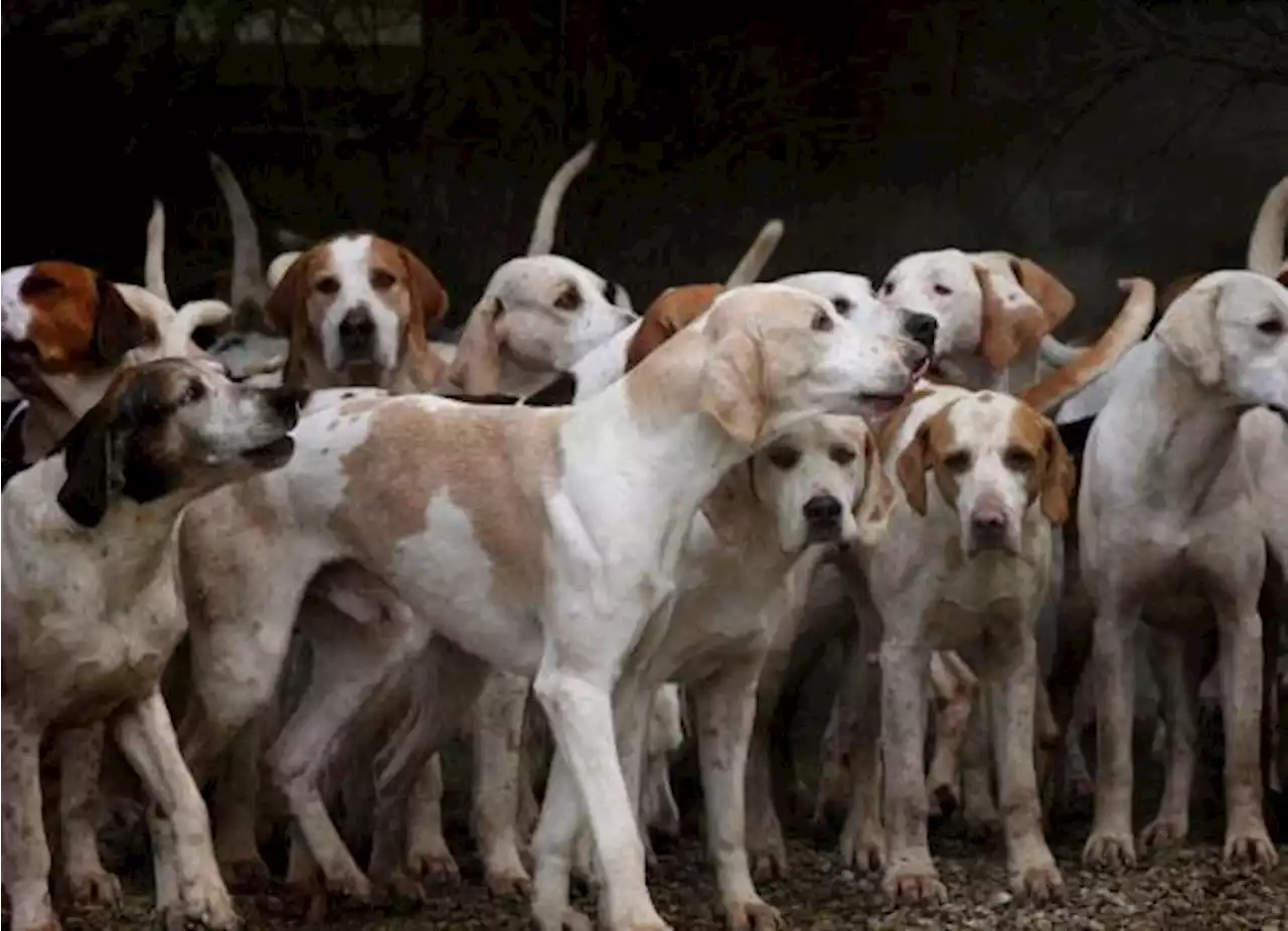 Hay 1 perro por cada 3 personas en Coahuila, estima Secretaría de Medio Ambiente