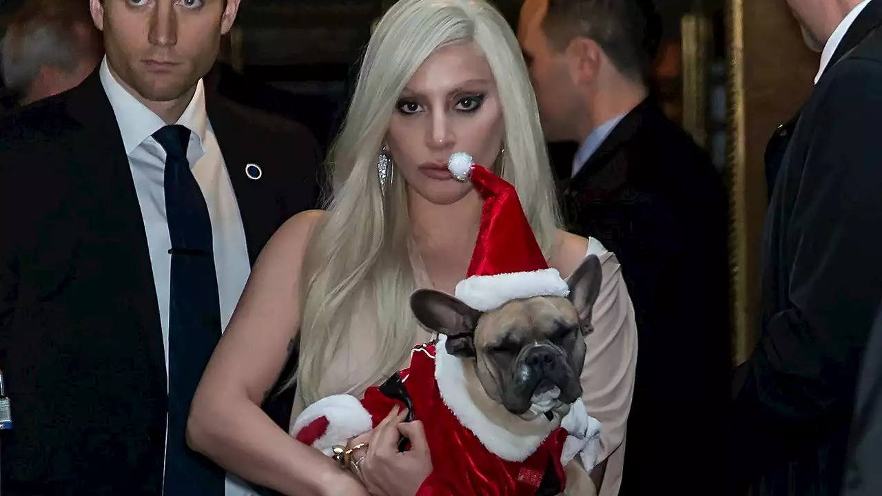 Lady Gaga : l'homme qui a tiré sur son dog-sitter et a participé au vol de ses chiens condamné à 21 ans de prison