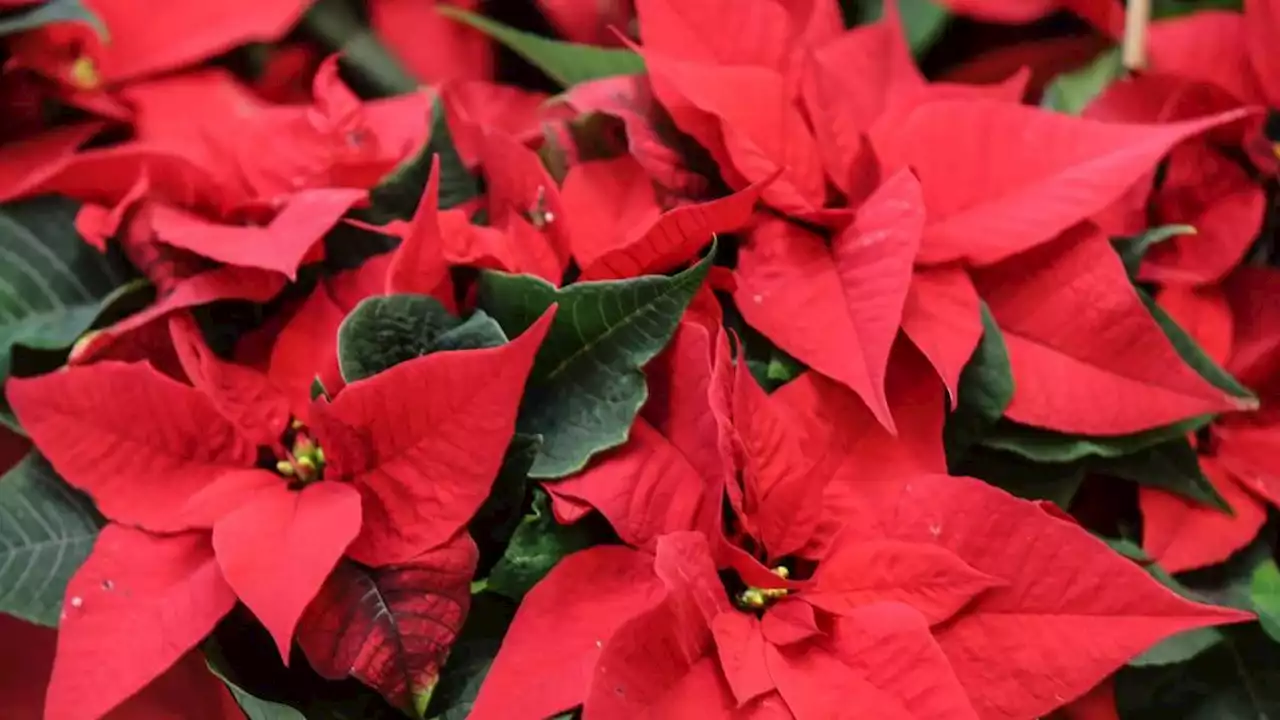 den weihnachtsstern richtig pflegen - so hält er besonders lange