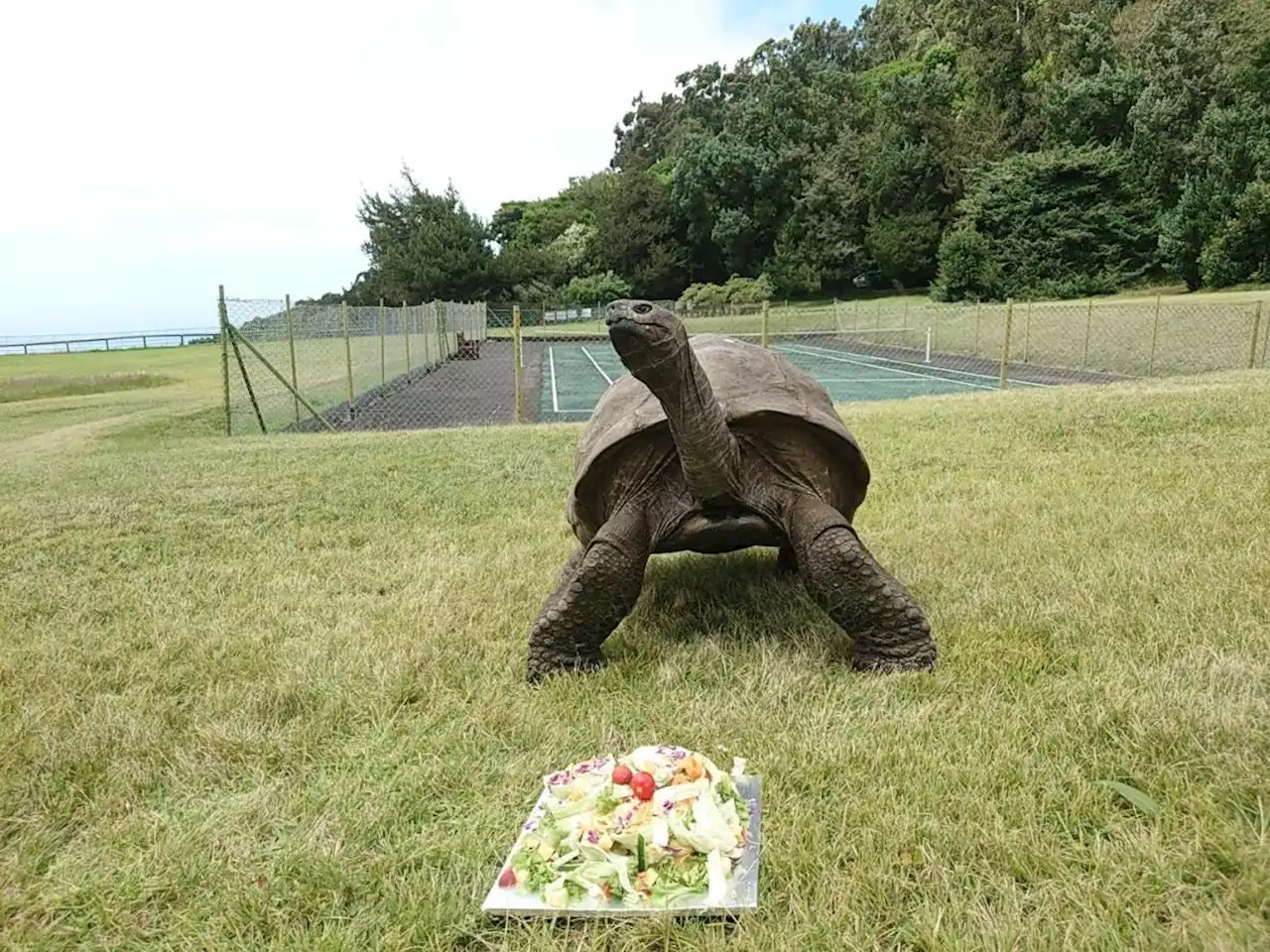 World's oldest land animal celebrates 190th birthday