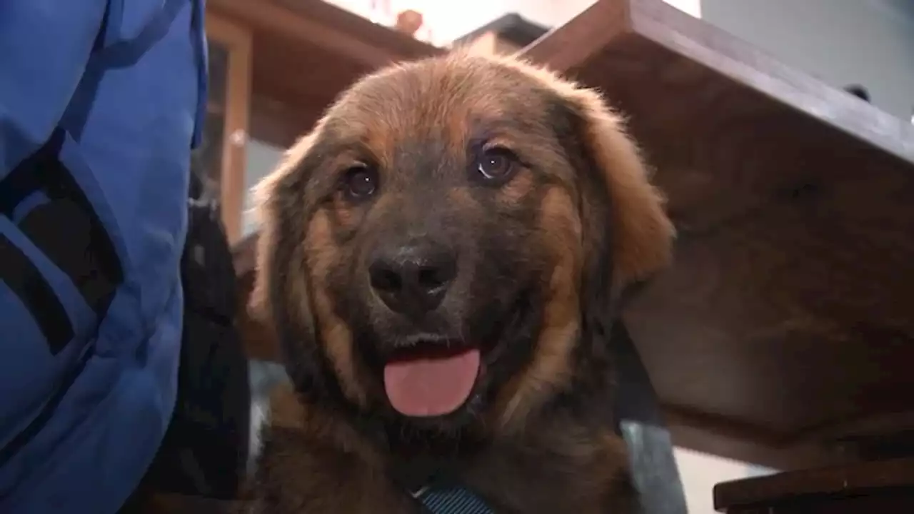 Bear the dog rescued in New Jersey after swimming across Hudson River from Manhattan