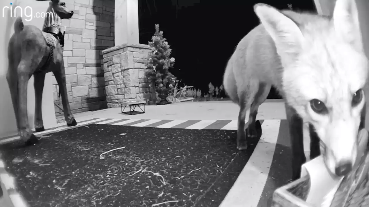 Ring camera footage shows fox stealing snacks left out for delivery drivers in NJ