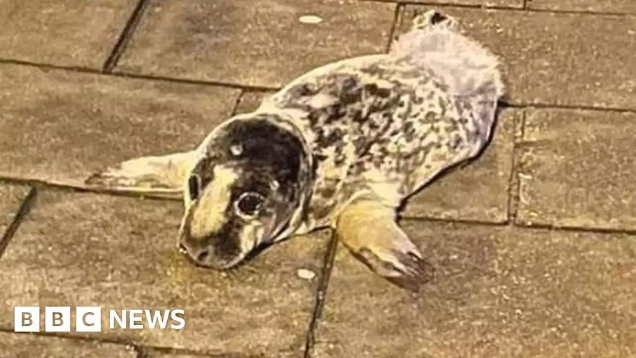 Seal pup rescued from Stonehaven town centre street