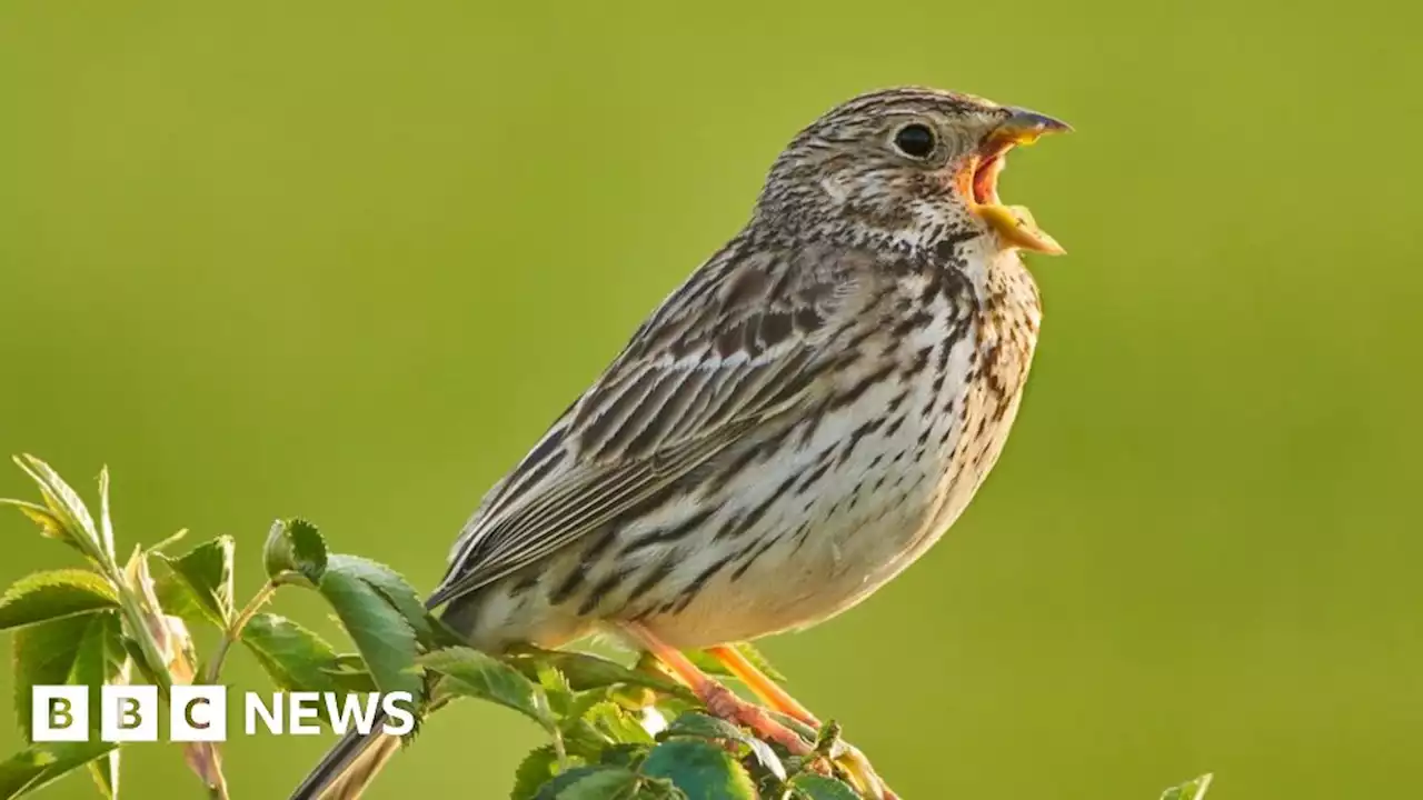 Birds: One in four species in Wales 'in serious trouble'