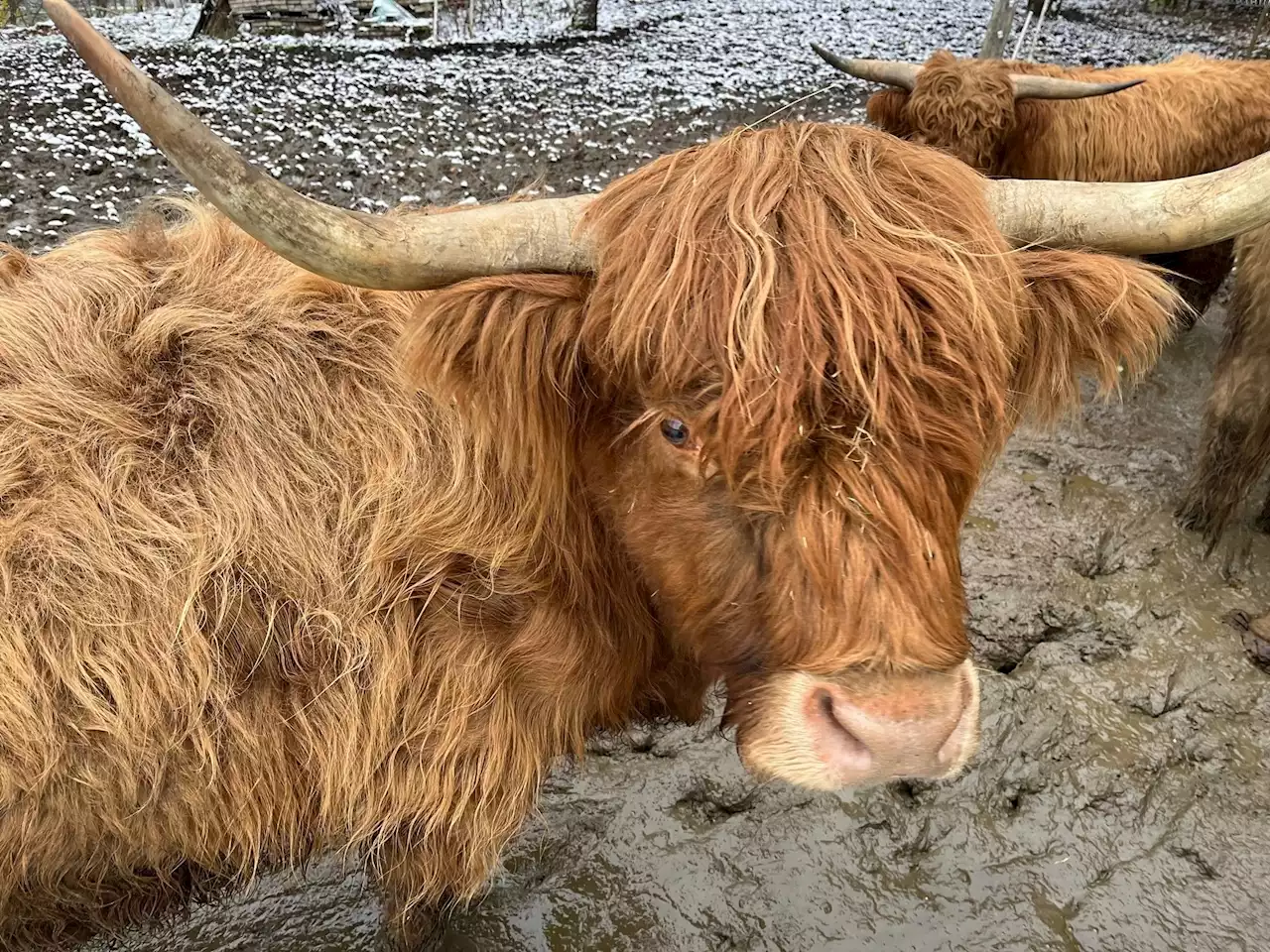 Trotz Höfesterben - Bauer findet keinen Hof