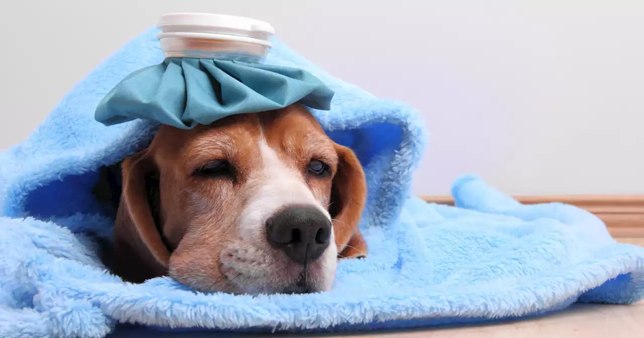 Highly contagious strain of dog flu spreading in North Texas