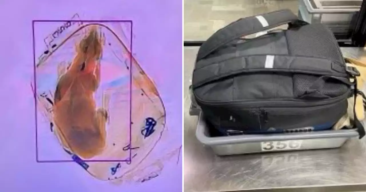 Dog in backpack accidentally sent through X-ray at Wisconsin airport checkpoint