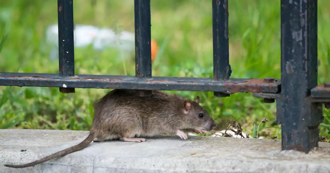 Mayor Eric Adams fighting $300 fine for failing to rid his Brooklyn property of rats