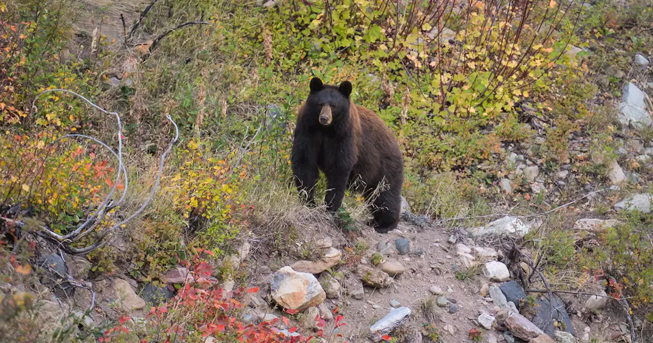 New Jersey bear hunt back on