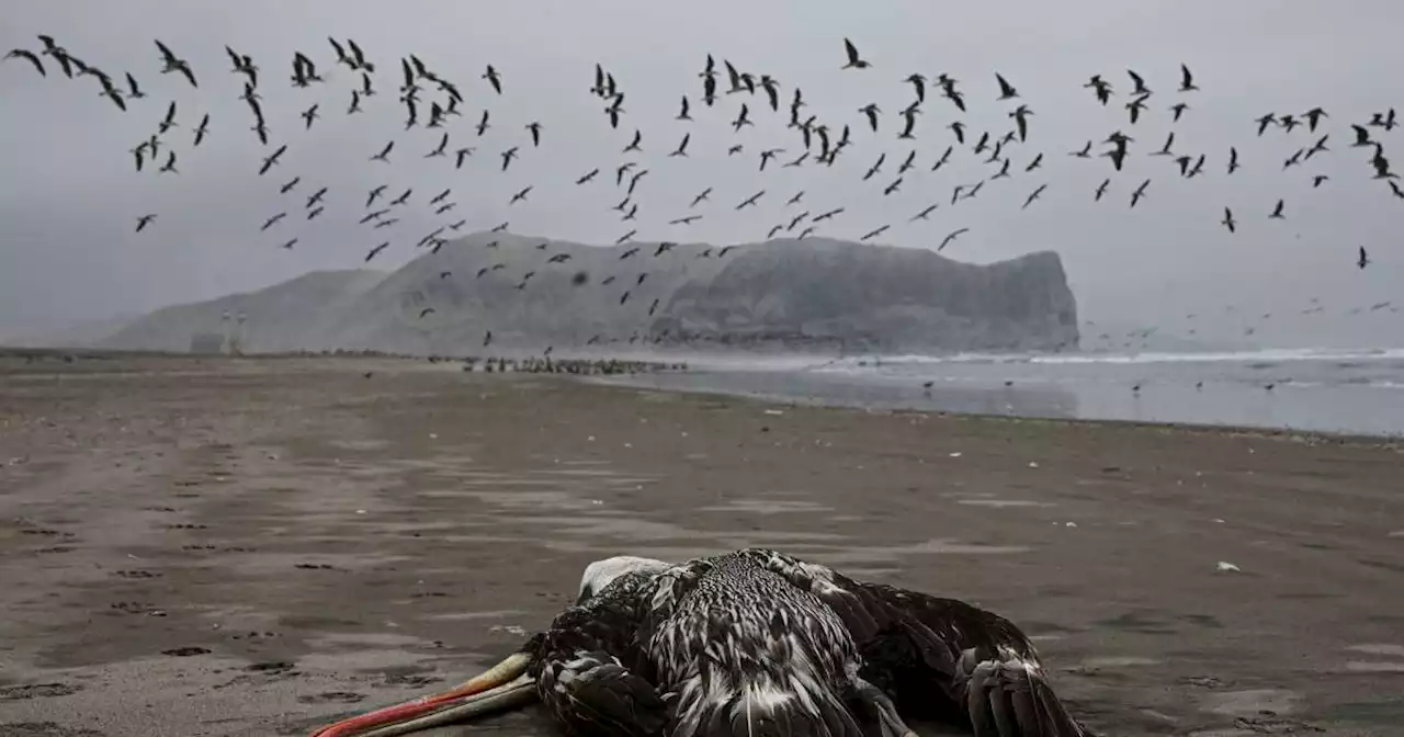 Virus. Après la mort de 13 000 pélicans au Pérou, l’Amérique du Sud en état d’alerte face à la grippe aviaire