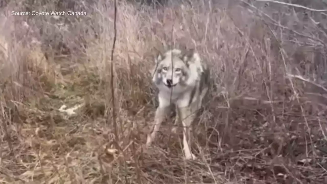 Rogue coyote traps being set in Riverside Park South