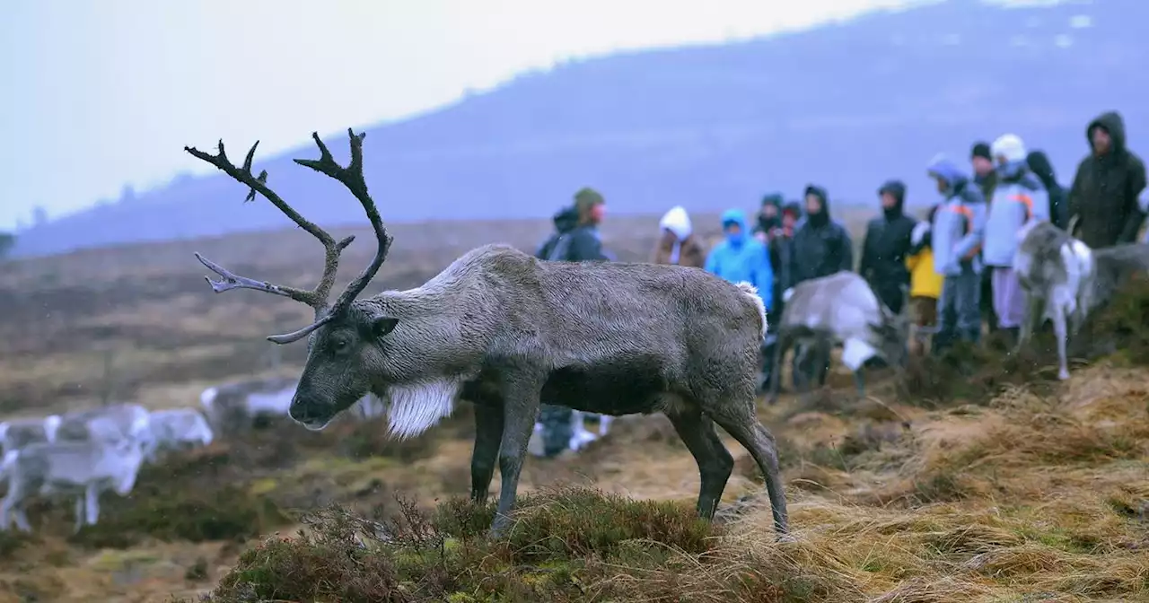 The free ranging reindeer in Scotland you can visit this Christmas