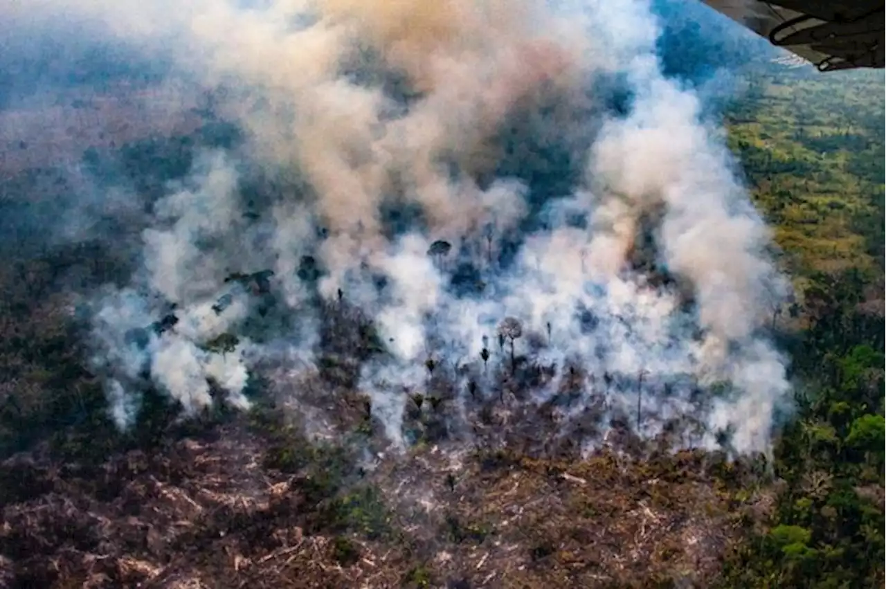 UE llega a acuerdo y prohíbe importación de productos desde zonas deforestadas