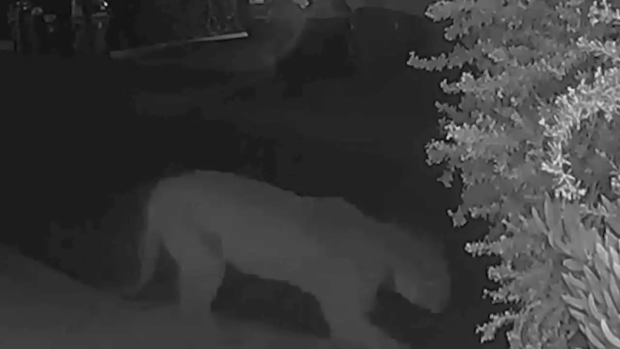 'Terrifying' video shows mountain lion surprise man walking dog in Hollywood Hills