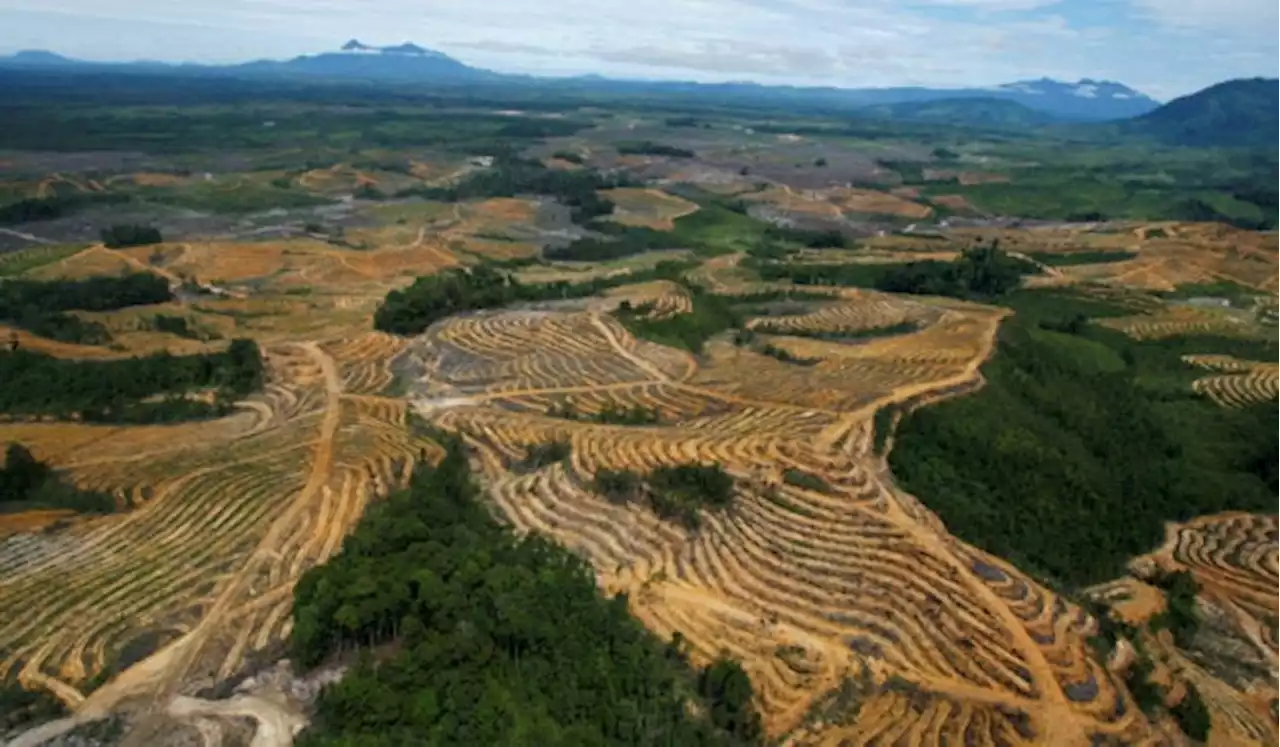 EU agrees law preventing import of goods linked to deforestation