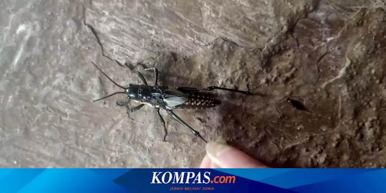 Belalang Setan Sudah ada Sejak Lama, tetapi Belum Merusak Tanaman di Gunungkidul