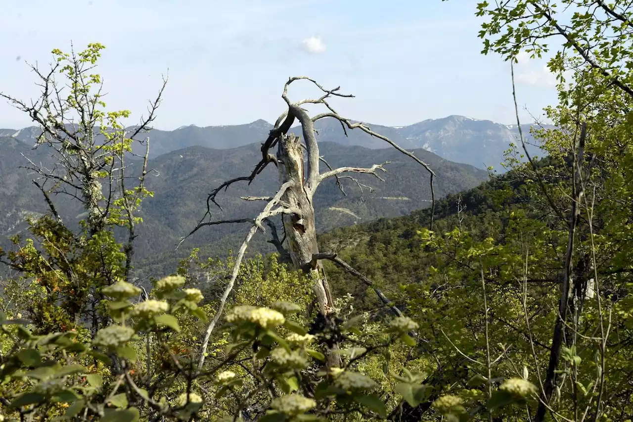 Biodiversité : ces particuliers qui rachètent des terrains pour « réensauvager » la nature